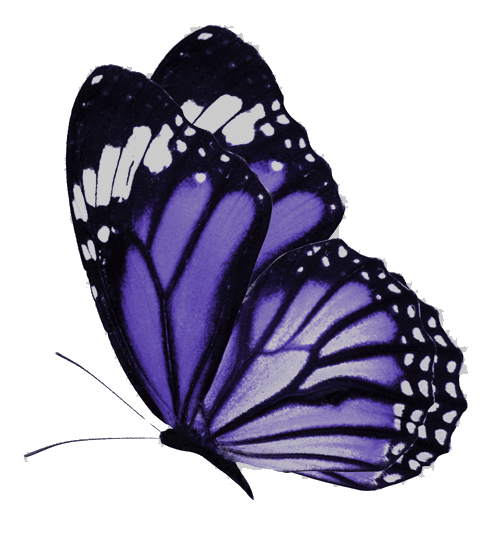 butterfly decorative animation